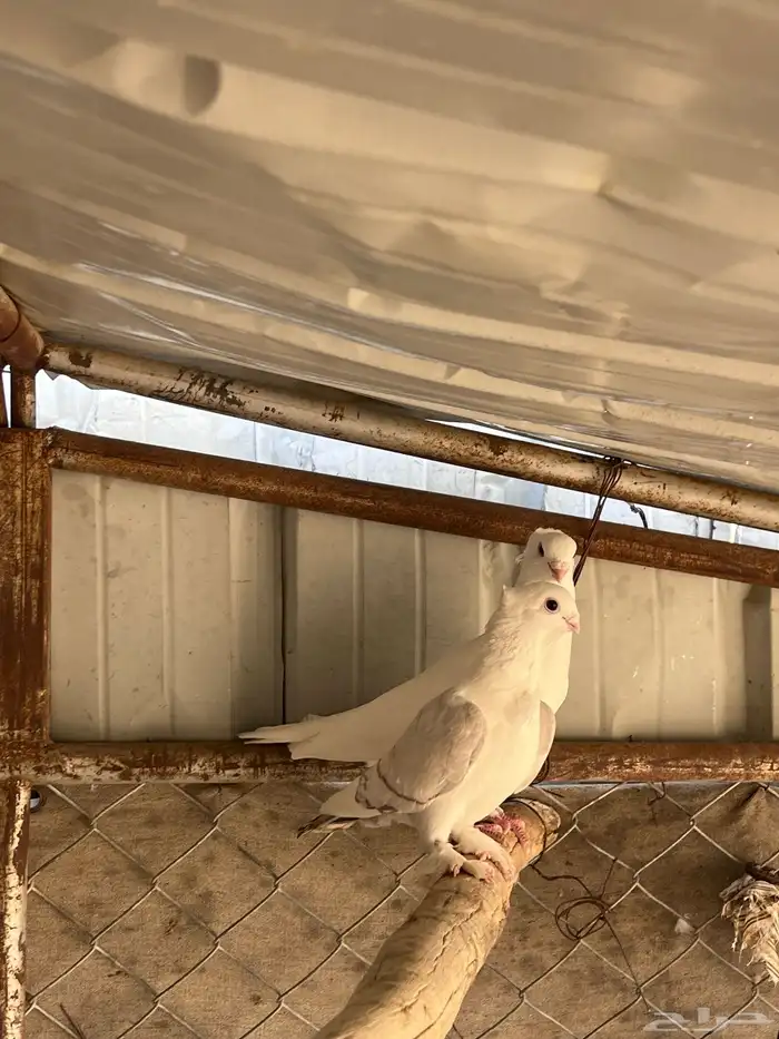 عشة حمام مشكل 1