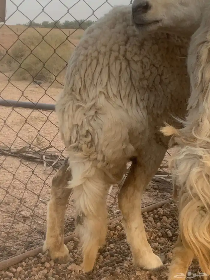 حريه حايل 1