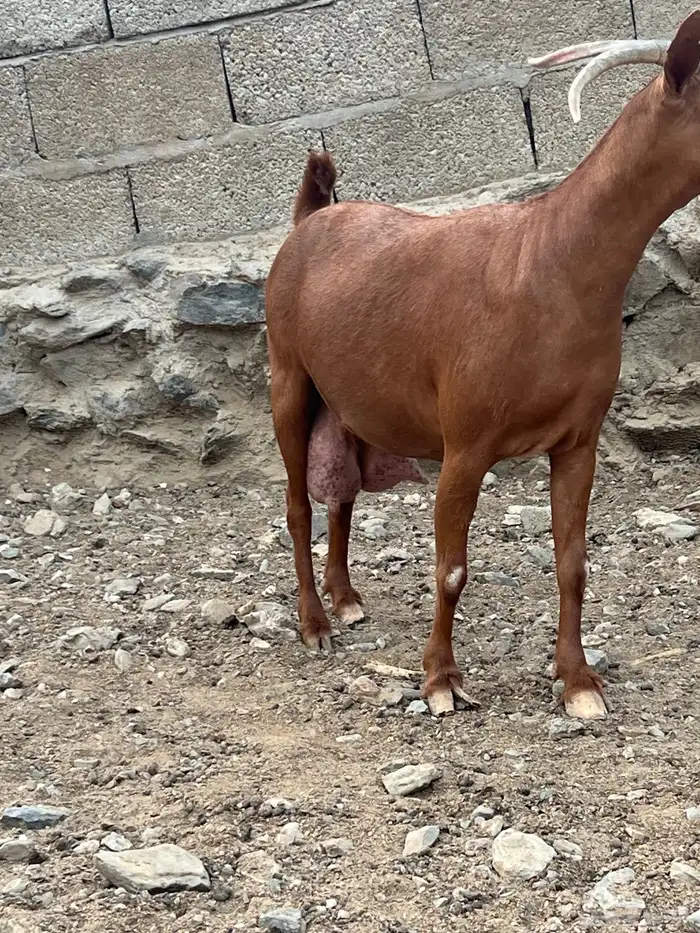 شاه دهما 2
