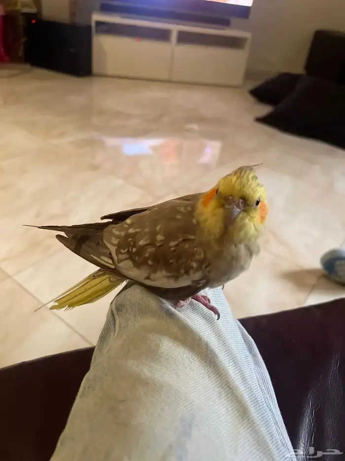 كروان- انثى - 7 شهور 0