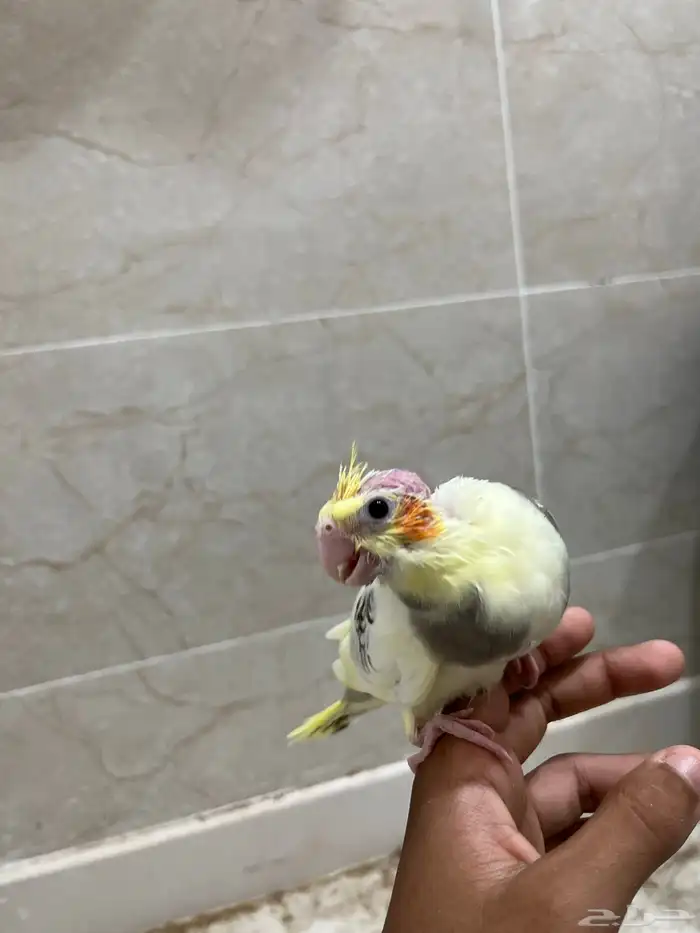 فرخ كروان حجم جامبو تم البيع 2