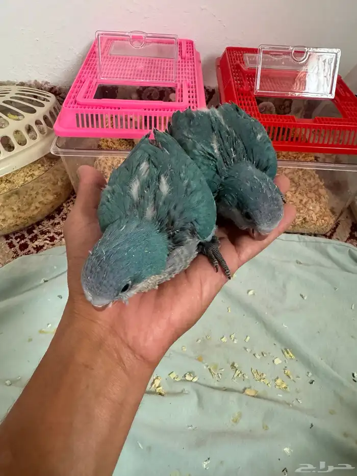 فروخ كويكر 0