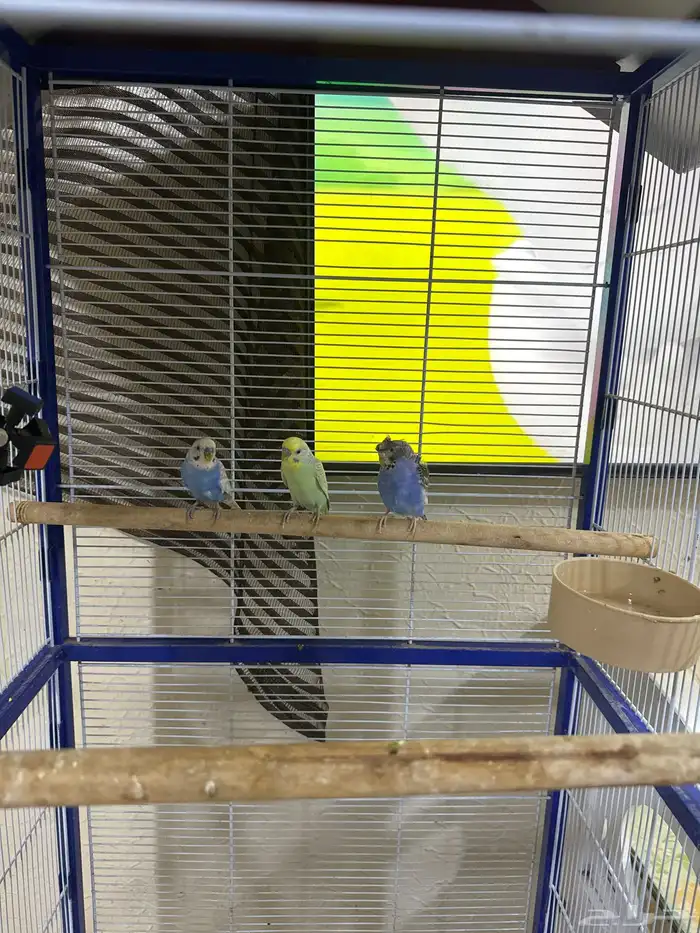 عصافير روز 2