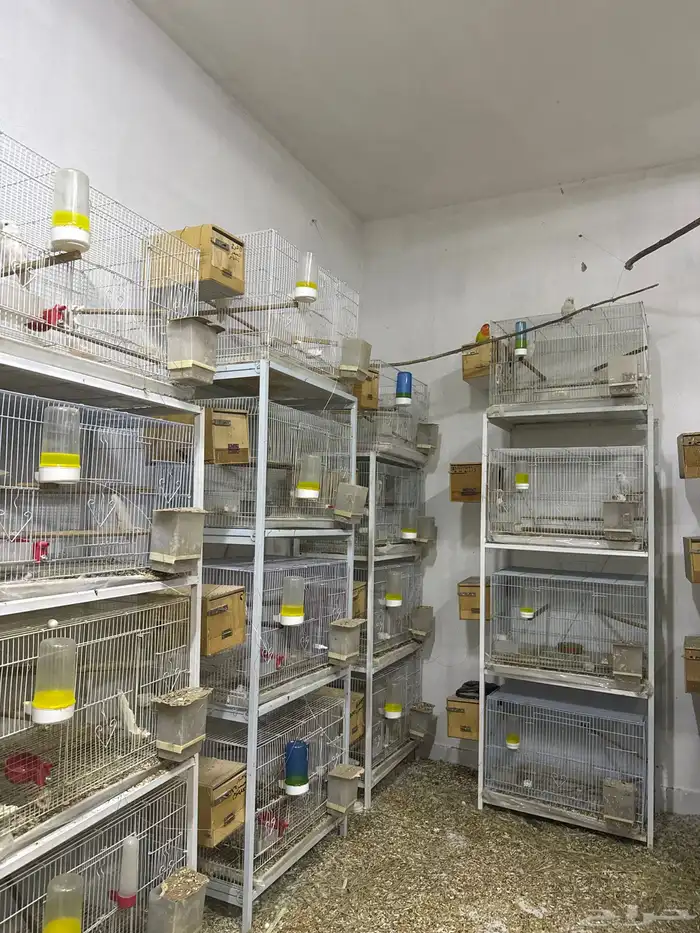 اجواز روز منتجه مشالله 1