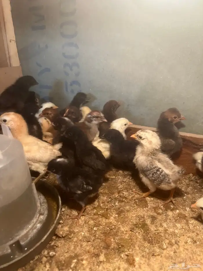 صوص دجاج للبيع 2