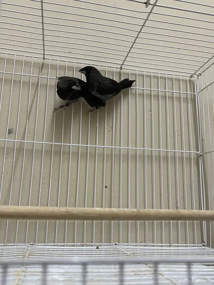 بنقليز طفرة ( تم البيع ) 3