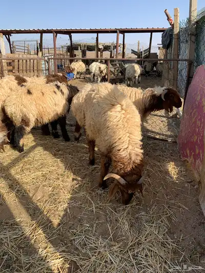 ذبايح للبيع 0