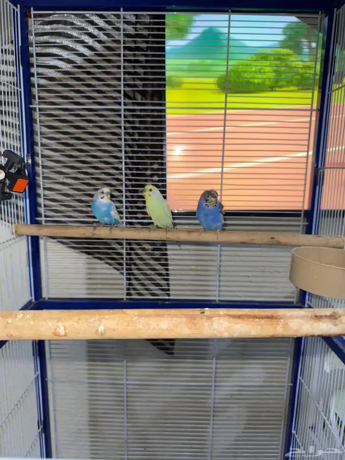 عصافير روز 3