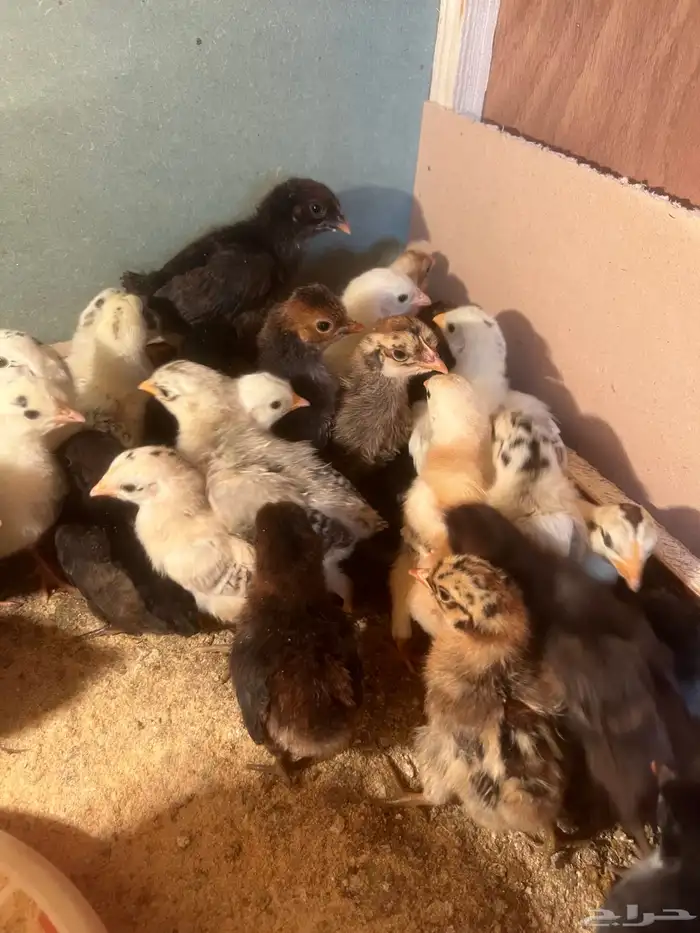 صوص دجاج للبيع 1