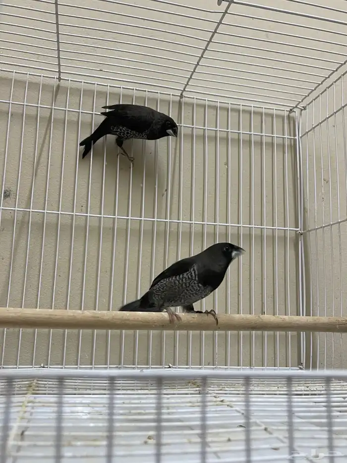 بنقليز طفرة ( تم البيع ) 2