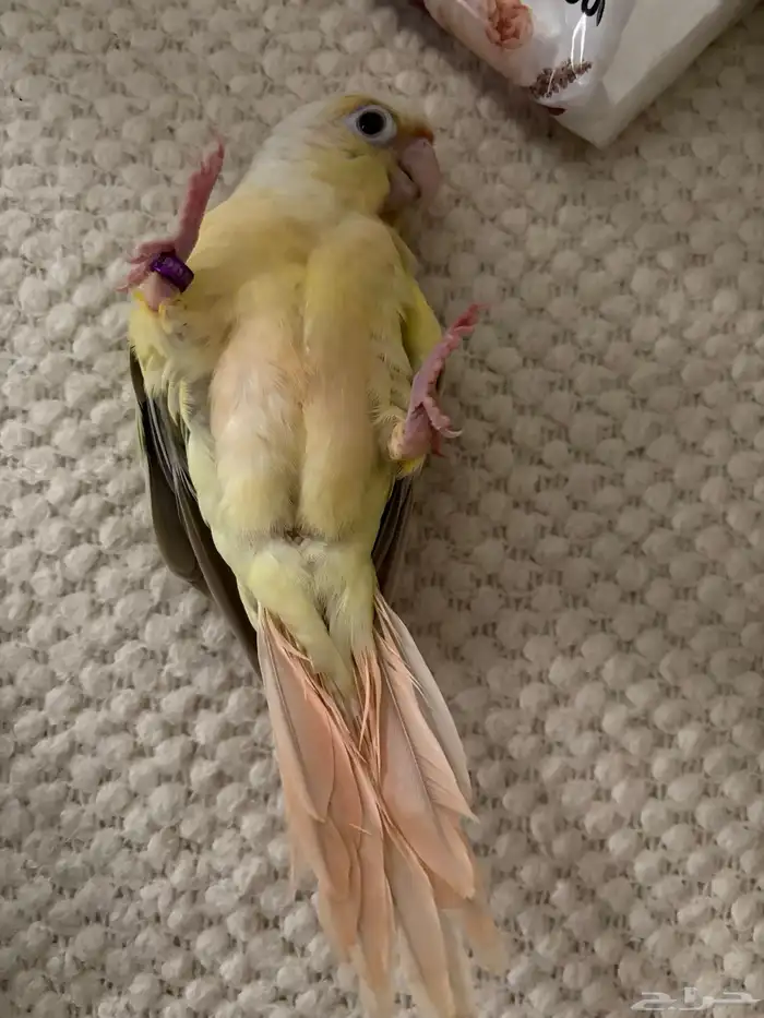 مون شيك اليف هدد 0