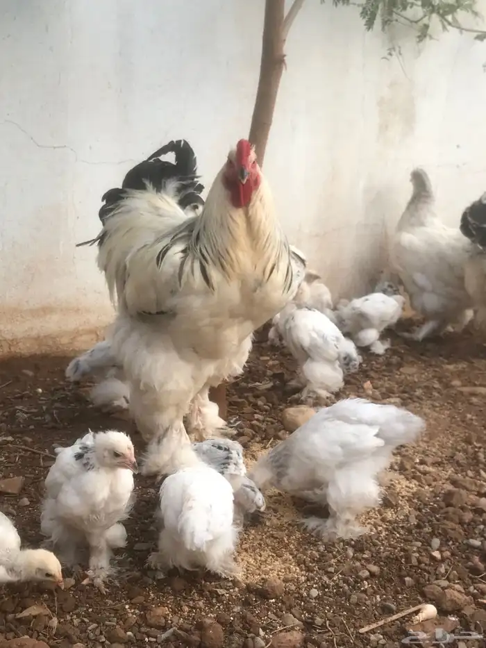 صيصان ابراهما للبيع 0