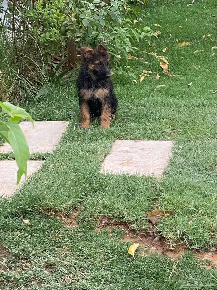 كلب جيرمن شيبرد تم البيع 13