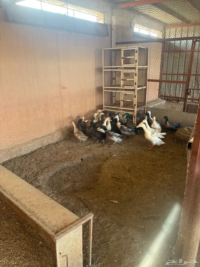 احواش الاعنام 3