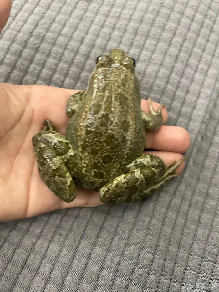 ضفدع للبيع 0