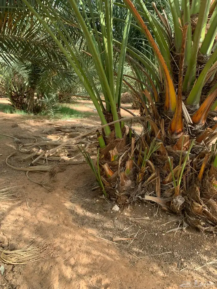 سكري برحي خلاص مجدول 3