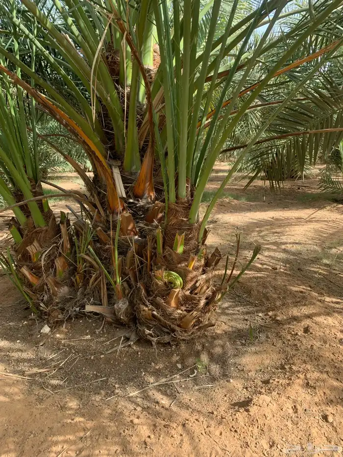 سكري برحي خلاص مجدول 4