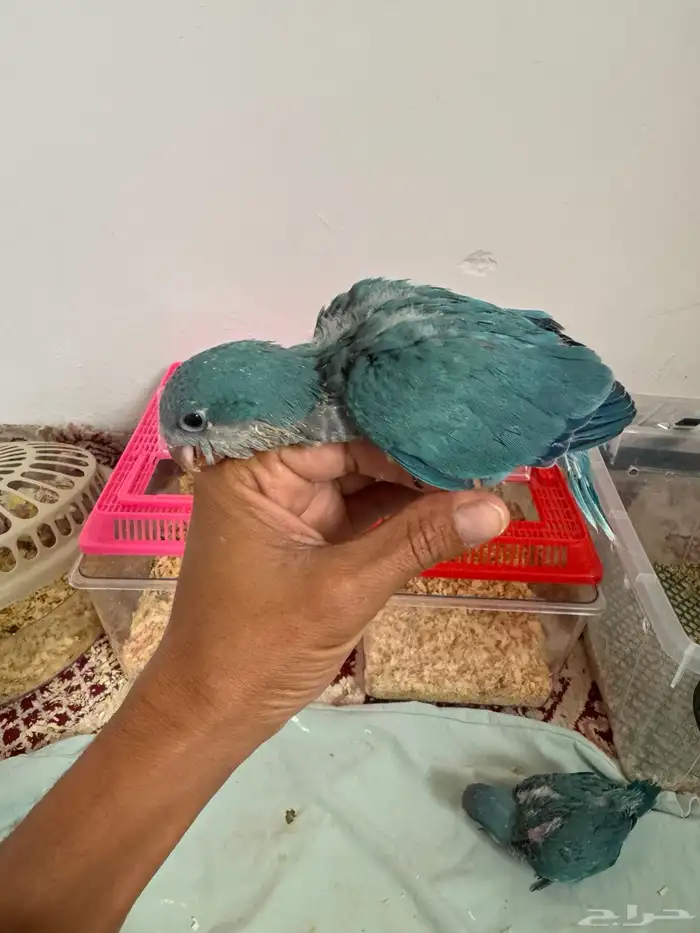 فروخ كويكر 1