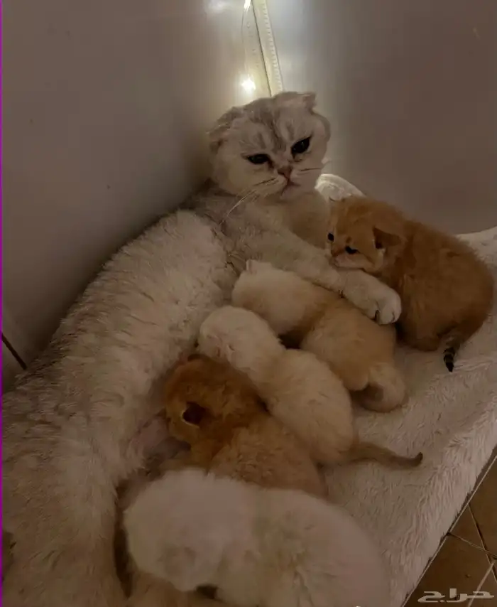 للتزاوج بسعر200 قط برتش مسجل يوجدقطط للبيع 3