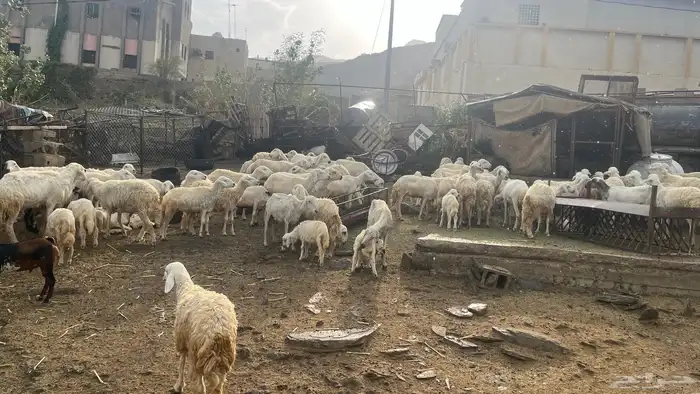 غنم وضأن للبيع جملة 1