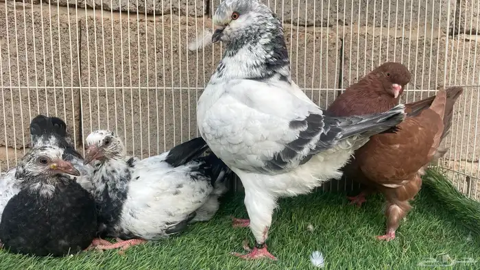 ذكر كنق 1
