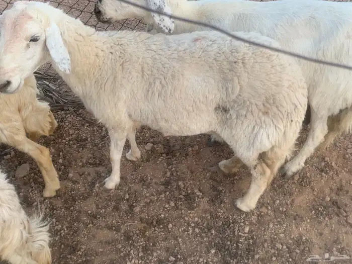 حريه حايل 0