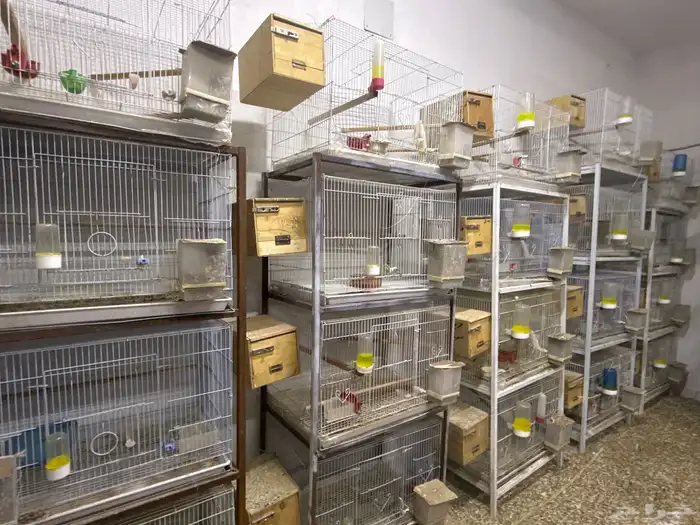 اجواز روز منتجه مشالله 0