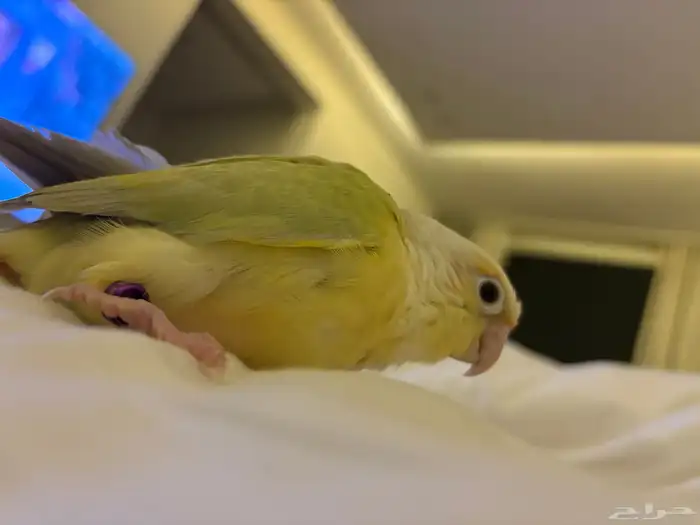 مون شيك اليف هدد 2