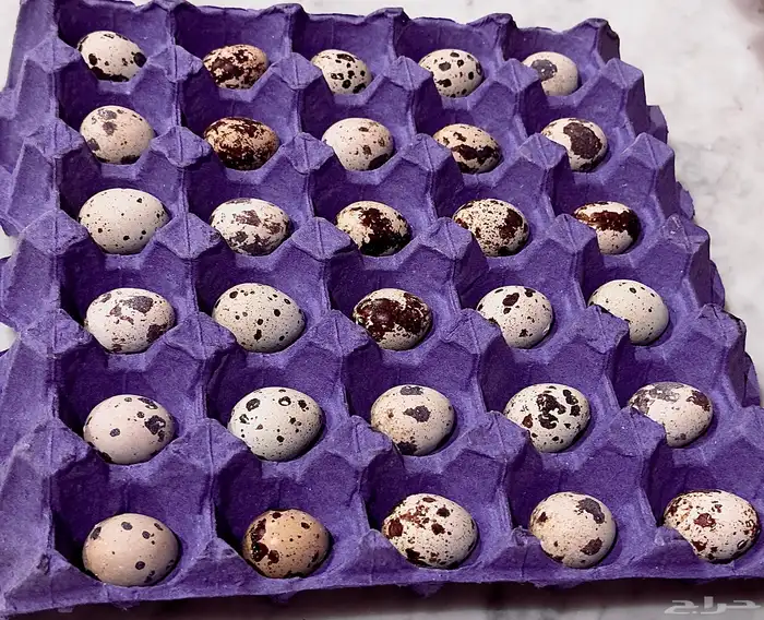 بيض سمان مريعي 0