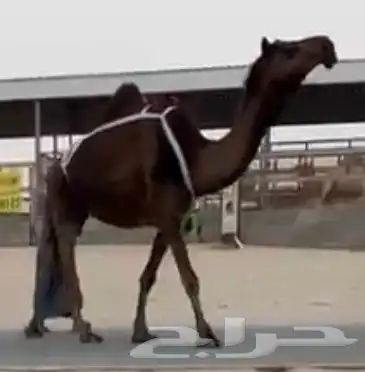 مجاهيم لقحه وخفوت وعشراء ابل طيبه 1