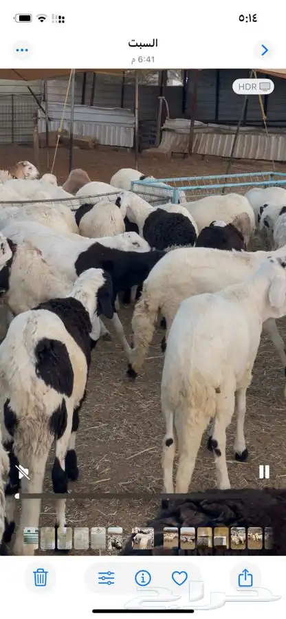 سوكن ابيض شبيه الحري 2