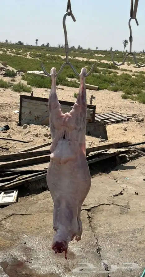 ذبايح 1