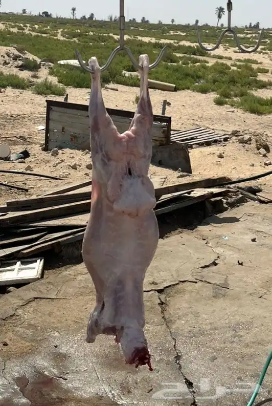 ذبايح 2