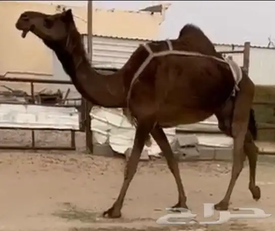 مجاهيم لقحه وخفوت وعشراء ابل طيبه 2