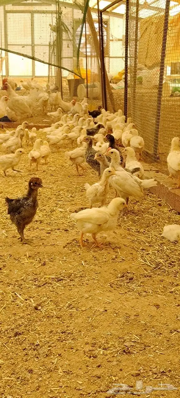 دجاج و صوص لوهمان ابيض بيور بياض درجة اولى 4