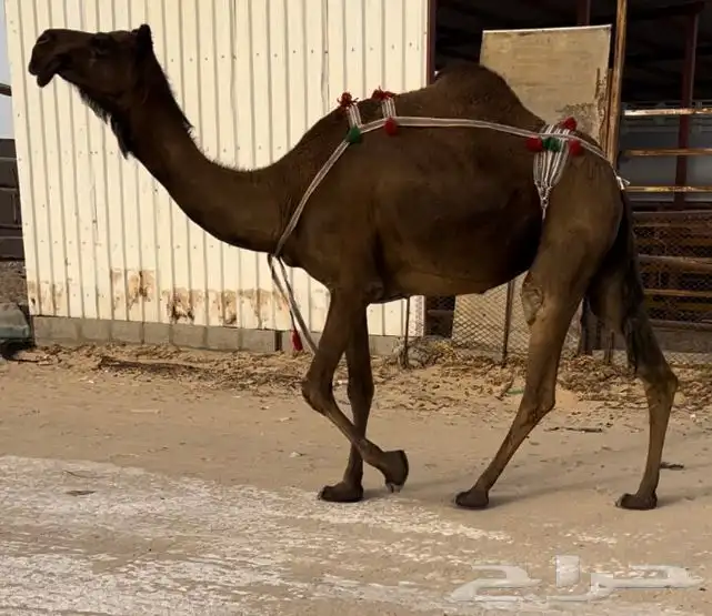 مجاهيم لقحه وخفوت وعشراء ابل طيبه 0
