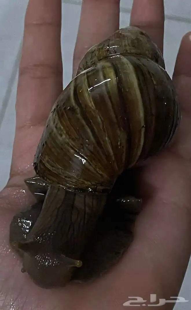 حلزونات للبيع 5