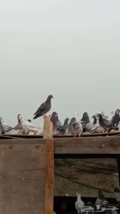 حمام زاجل فرنسي باكستاني بلدي جروم للبيع 2