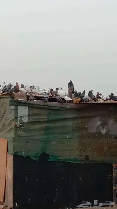 حمام زاجل فرنسي باكستاني بلدي جروم للبيع 6