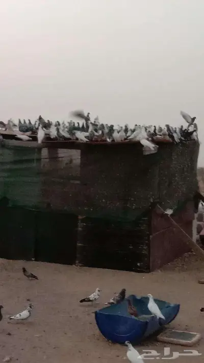 حمام زاجل فرنسي باكستاني بلدي جروم للبيع 0