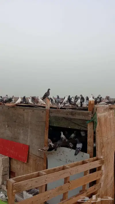 حمام زاجل فرنسي باكستاني بلدي جروم للبيع 3