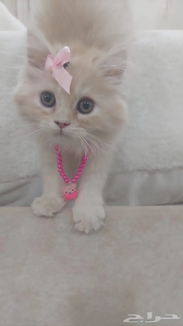 قطط صغيره للبيع 1