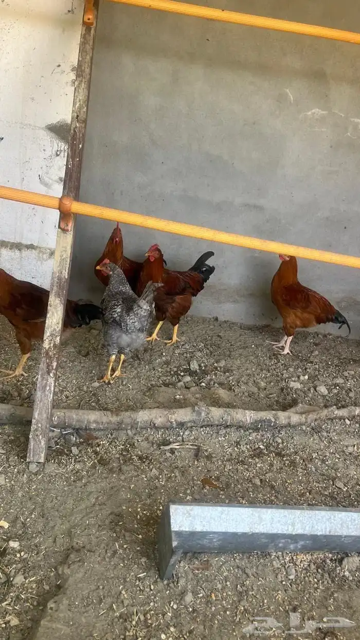 ديوك بيور سوبر جامبو دم صافي نخبة 5