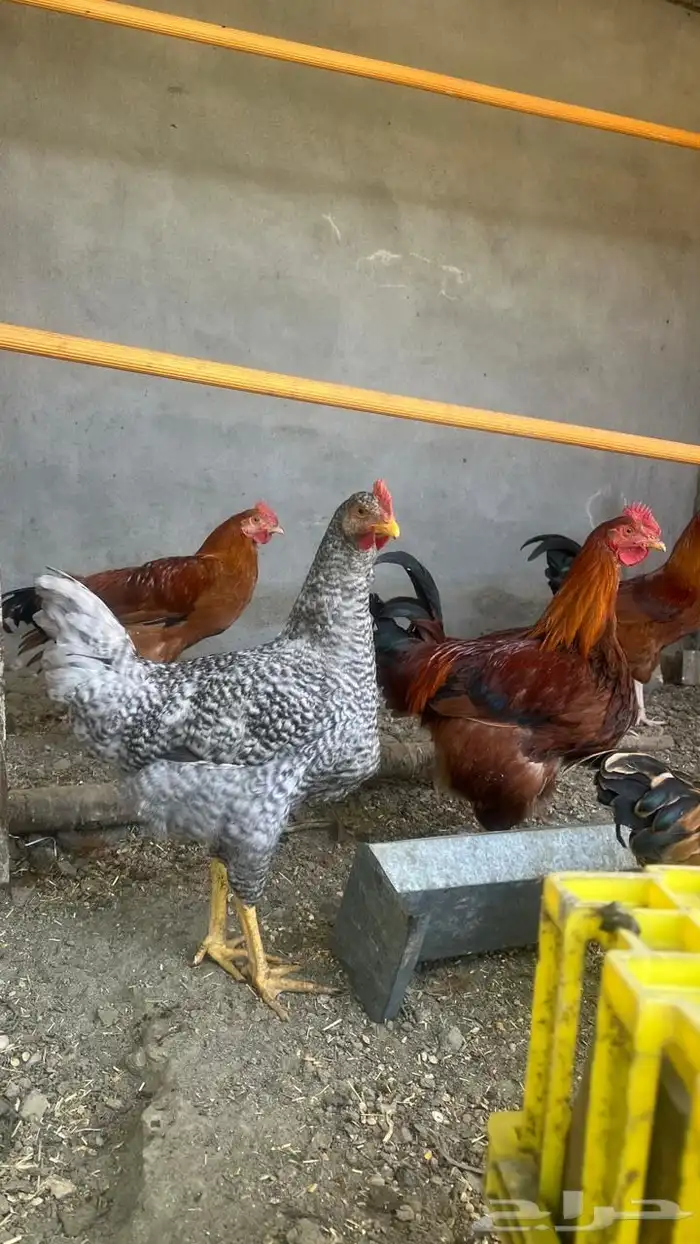 ديوك بيور سوبر جامبو دم صافي نخبة 2
