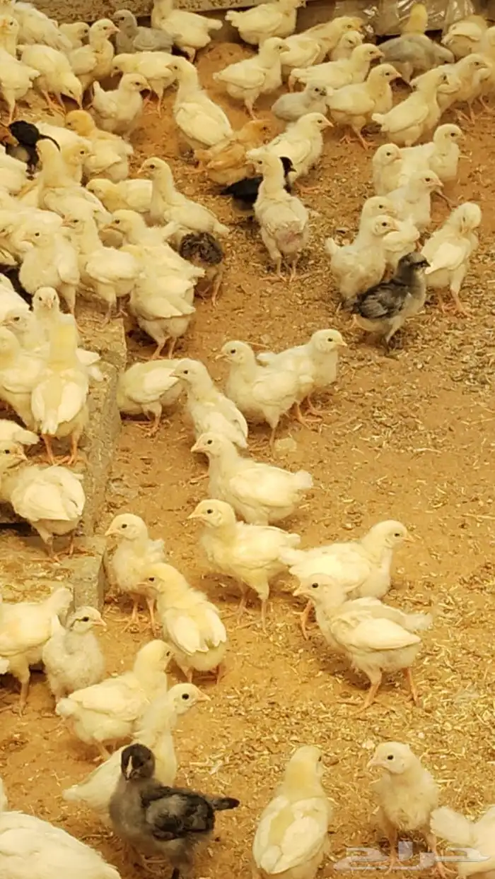 دجاج و صوص لوهمان ابيض بيور بياض درجة اولى 5