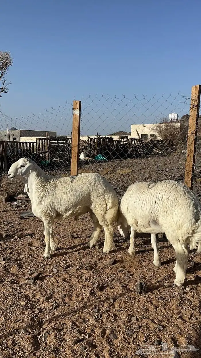 خرفان ضحايا حري فاخر جبر جذعان 2
