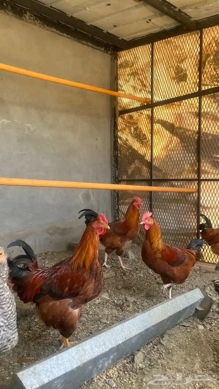 ديوك بيور سوبر جامبو دم صافي نخبة 3