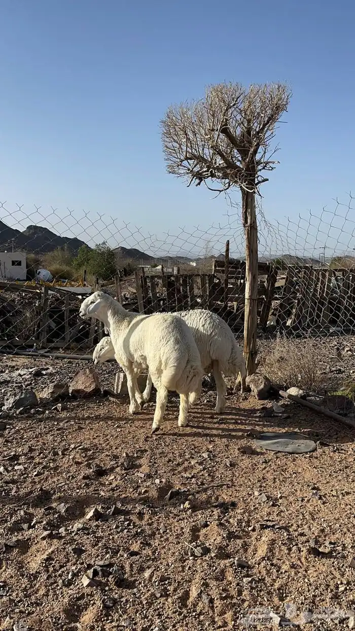 خرفان ضحايا حري فاخر جبر جذعان 3