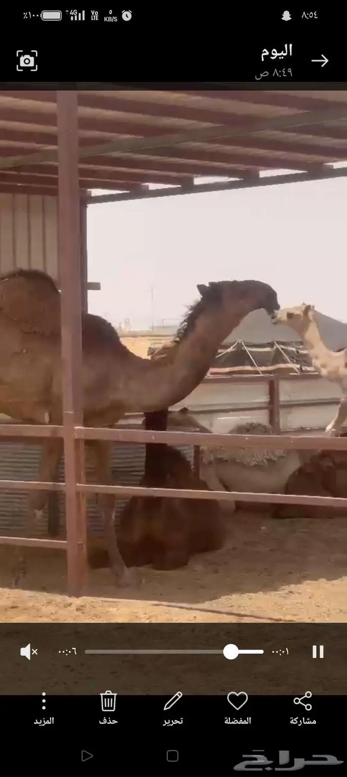 قعود مفرود كفو على بعير الموسي الخرج 0