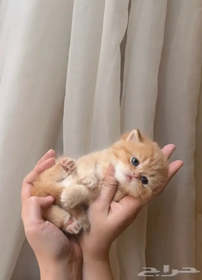 للتزاوج بسعر 200 قط برتش مسجل يوجد قطط للبيع من الانتاج 9